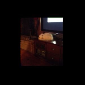 Meet your Posher, Estelle